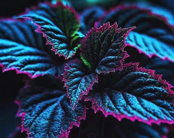 20 Coleus Seeds – Special Blue, Black, and Green Foliage Variety, Vibrant Shade Plant for Containers, Borders, and Colorful Garden Displays