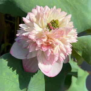5 Phoenix Feather Lotus Seeds – Rare Nelumbo Nucifera Variety, Exotic Pink Blooms, Sacred Aquatic Flower for Ponds, Containers Water Gardens