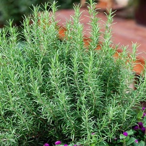 50+ Rosemary Seeds | Fragrant Culinary Herb with Evergreen Foliage, Drought-Tolerant Perennial Plant for Garden Beds, Pots & Kitchen Use