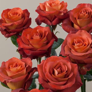 30+ Coffee Break Rose Seeds, Unique Mocha Brown Rose, Fragrant Perennial Flower, Rare Rose Bush, Easy to Grow, Garden Gift for Rose Lovers