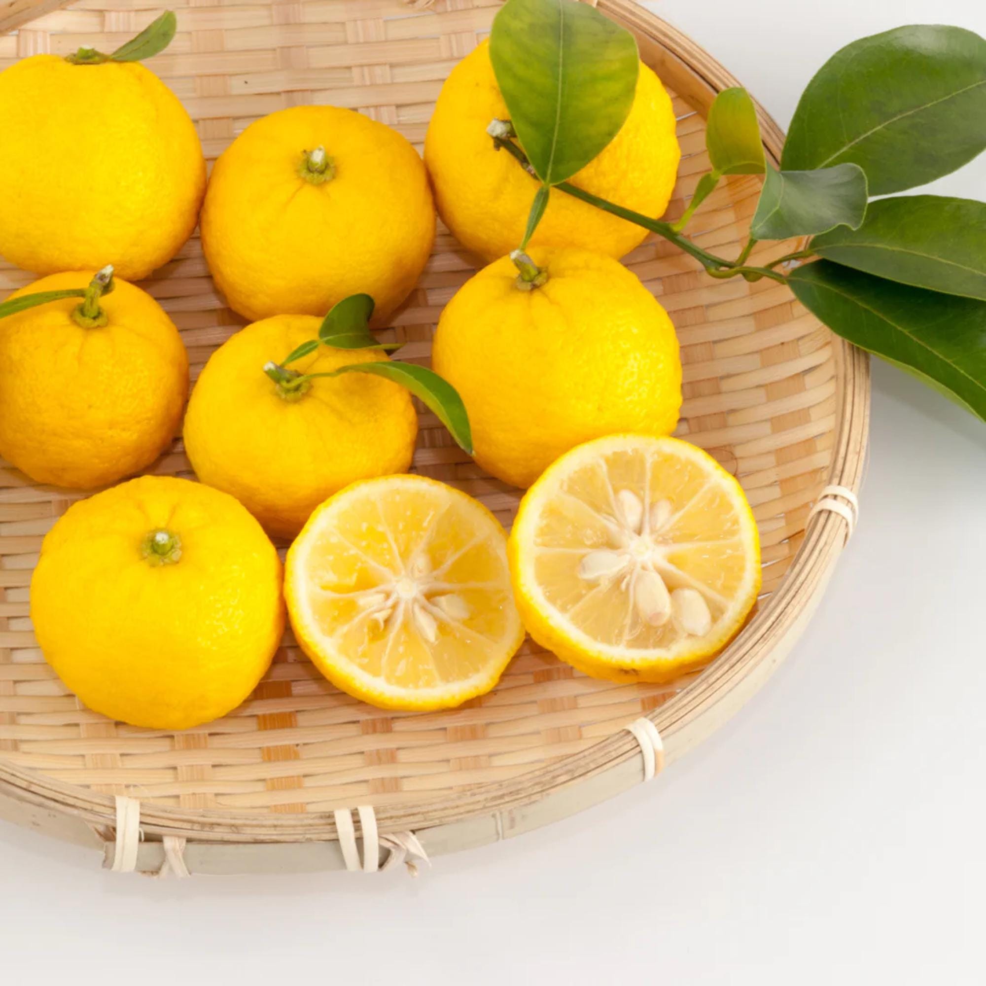 ゆずLemon 30 Fresh Yuzu Citrus Seeds | Special Japanese Lemon-lime
