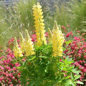 45 Yellow Lupine Seeds | Vibrant Annual Wildflower Seeds For Pollinator Gardens, Drought-Tolerant Borders & Cottage Landscaping