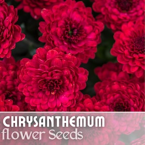 Divine Charm Mum Chrysanthemum Seeds | Special Double Blooms in Soft Pink & Cream, Elegant Perennial Garden Flower for Borders Cut Flowers