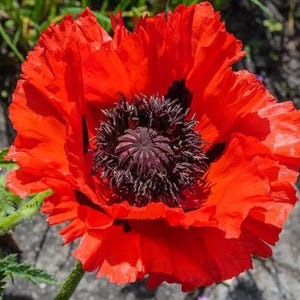 1000 Seeds | Red Oriental Poppy Seeds, Scarlet Perennial Blooms, Large Natural  Flowers, Heirloom Garden Favorite, Easy to Grow