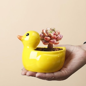 May include: A bright yellow ceramic duck-shaped planter holding a succulent plant. The planter has a glossy finish and a small opening for the plant. The succulent has red and green leaves.