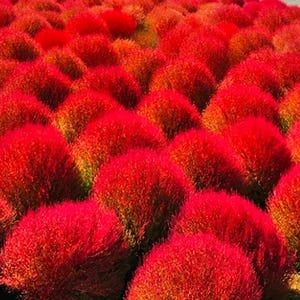 300+ Seeds | Special Burning Bush – Cold Hardy Euonymus alatus – Fiery Red Fall Shrub – Ornamental Hedge – Unique Foliage – Easy Landscape