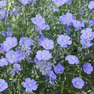 500 Seeds Blue Flax Perennial - Linum lewisii American Native Wildflower - Natural  Heirloom Seeds for Pollinator-Friendly Gardens