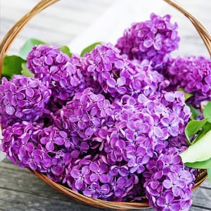 25 Purple Lilac Seeds – Fragrant Syringa vulgaris Blooms, Hardy Flowering Shrub for Spring Gardens, Hedges, and Pollinator Landscaping