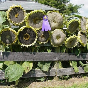 May include: A rustic wooden fence adorned with large, mature sunflowers. The sunflowers, with their dark centers and yellow petals, are interspersed with green leaves. A purple ribbon is attached to one of the sunflowers, suggesting a prize or award.