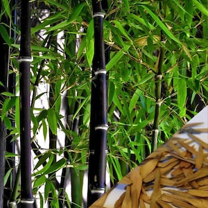 50+ Black Bamboo Seeds – Phyllostachys nigra, Striking Ornamental Bamboo with Deep Purple-Black Canes, Fast-Growing Privacy Garden Accent