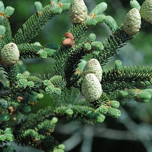 30 Fraser Fir Tree Seeds | Classic Christmas Tree Variety – Fragrant Evergreen – Cold Hardy Conifer for Landscapes or Holiday Growing