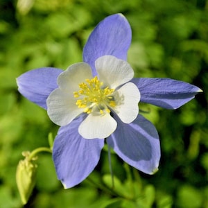 201+ Rocky Mountain Columbine Seeds – Blue & White State Flower of Colorado – Perennial Wildflower for Pollinator Cottage Gardens