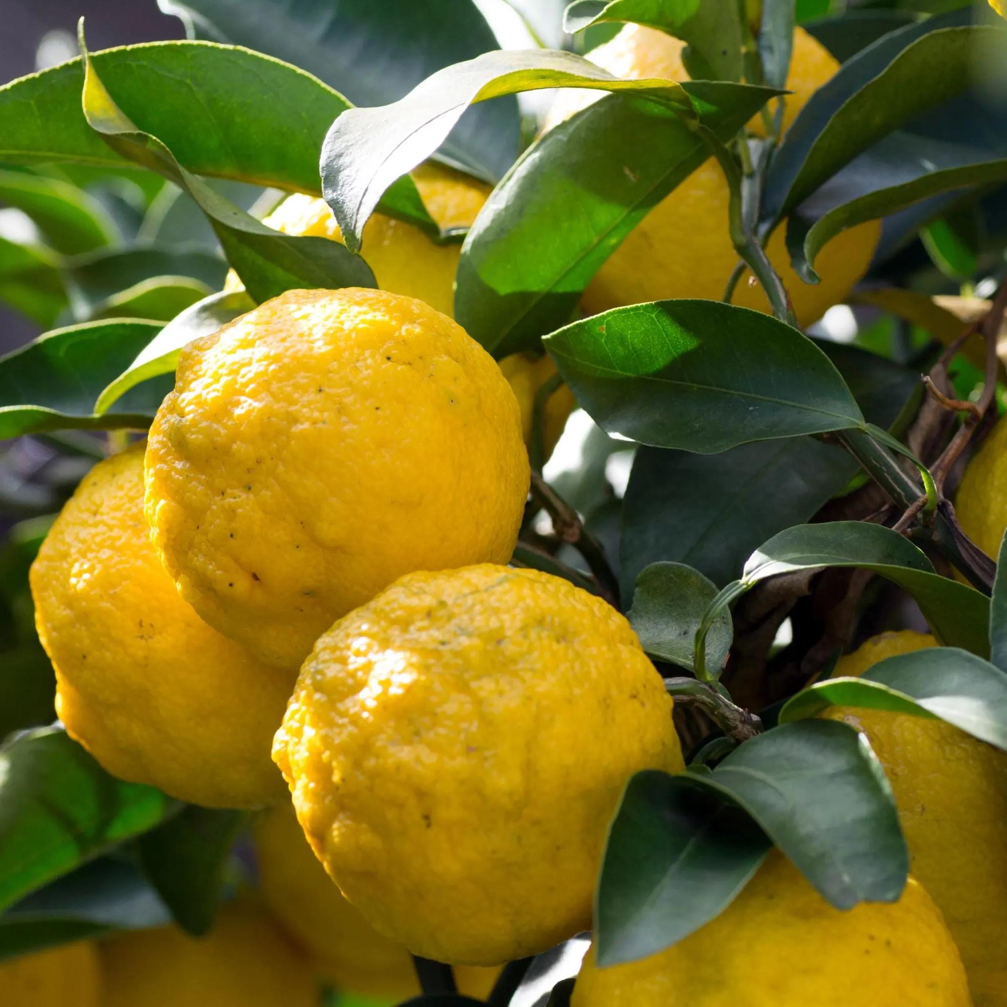 ゆずLemon YUZU DWARF JAPANESE Lemon – iGreenThumb