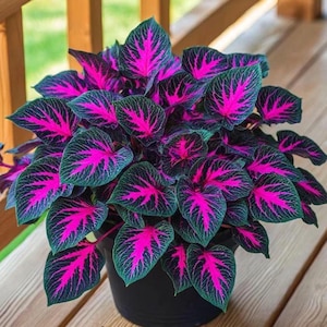20 Coleus Seeds – Special Pink, Black, and Green Foliage Mix, Vibrant Shade-Loving Annual for Containers, Borders, and Bold Garden Color