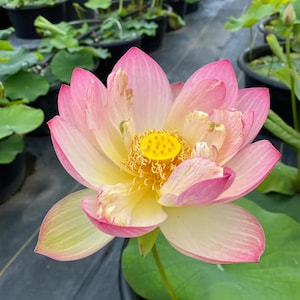 5+ Special Friendship of Supervisor & Student Lotus Seeds – Nelumbo nucifera, Sacred Indian Lotus, Unique Pond Bloom, Aquatic Garden Beauty