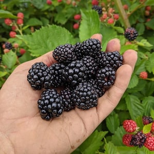 May include: A handful of ripe, plump blackberries, with a deep, glossy black color, are held in a person's hand. The background shows green leaves and other berries, some red and some still ripening.