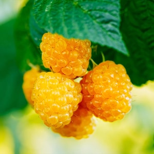 100 Yellow Raspberry Seeds – Sweet and Unique Golden Berry Variety, Hardy Perennial Fruit for Home Gardens and Edible Landscapes