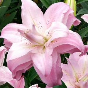 5 Oriental Lily Flower Bulbs – Mixed Double Bloom Lilies in Pink & White – Fragrant Hardy Perennial Bulbs for Summer Gardens