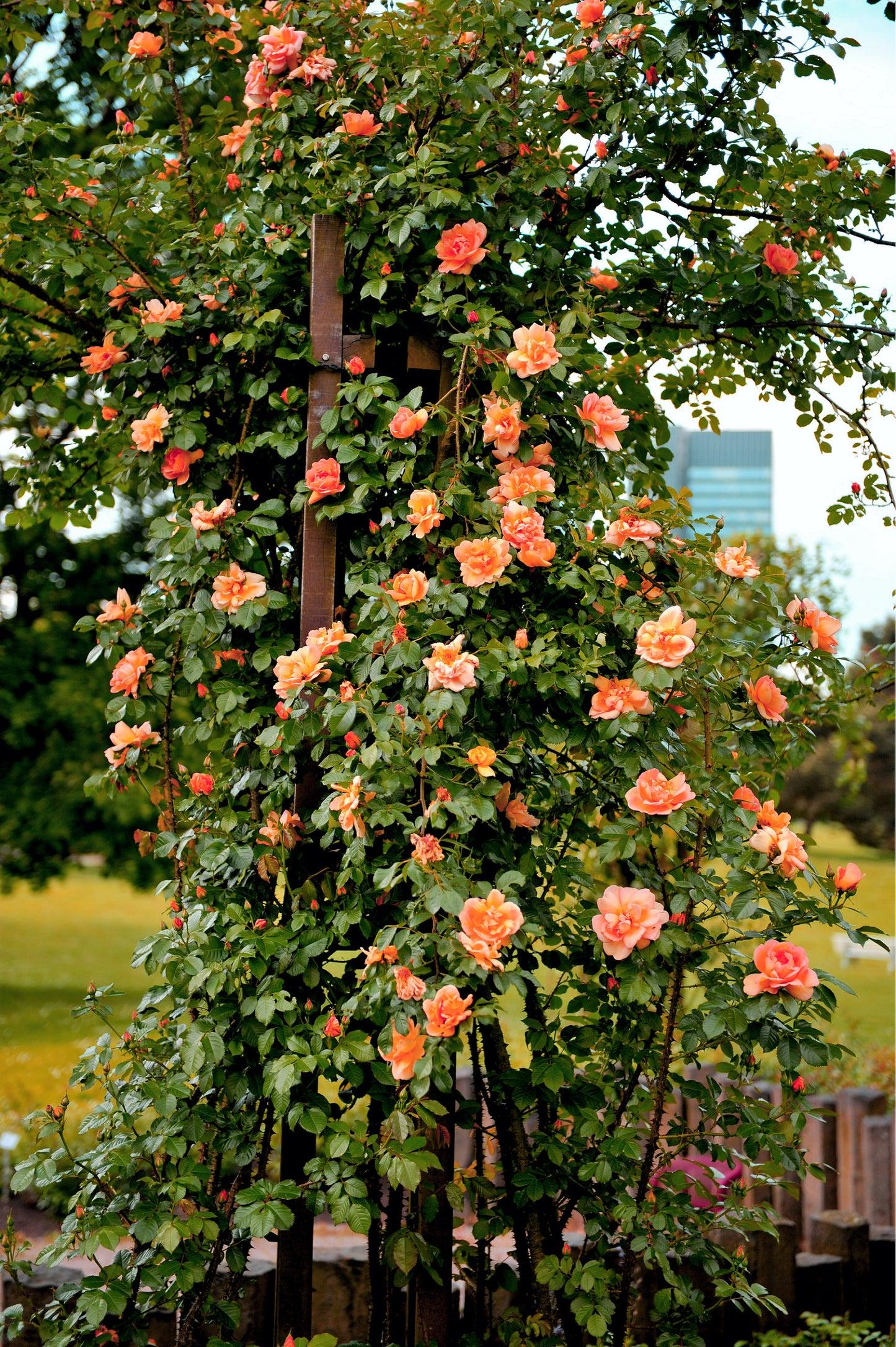 30 ORANGE CLIMBING ROSE Seeds, Climber Fragrant, Multicolor Climbing ...