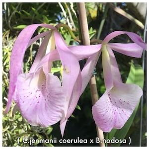 Bc. Jenosa Orchid Plant – Brassavola Nodosa Hybrid – Large Bare Root Orchid Super Sale – Frequent Bloomer – Indoor Houseplant