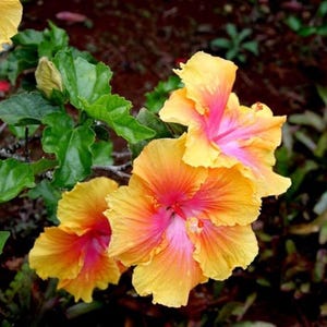 20 Double Pink Yellow Hibiscus Seeds – Tropical Flowering Plant with Ruffled Bi-Color Blooms, Vibrant Perennial for Gardens and Containers