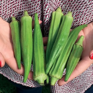 200 Seeds – Okra Clemson Spineless – Heirloom Variety – Tender, Delicious Pods – Heat Tolerant – High Yield – Perfect for Southern Gardens