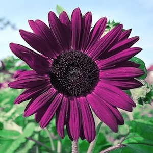 50pcs Purple Sunflower Seeds for Planting - Stunning Natural  Heirloom Variety with Vibrant Blooms for Home Garden Charm