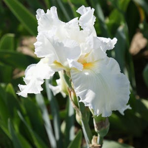2 Tall Bearded Iris RHIZOMES– White Blooms – Perennial Flowering Bulbs – Hardy Garden Plants – Spring Summer Border Flowers