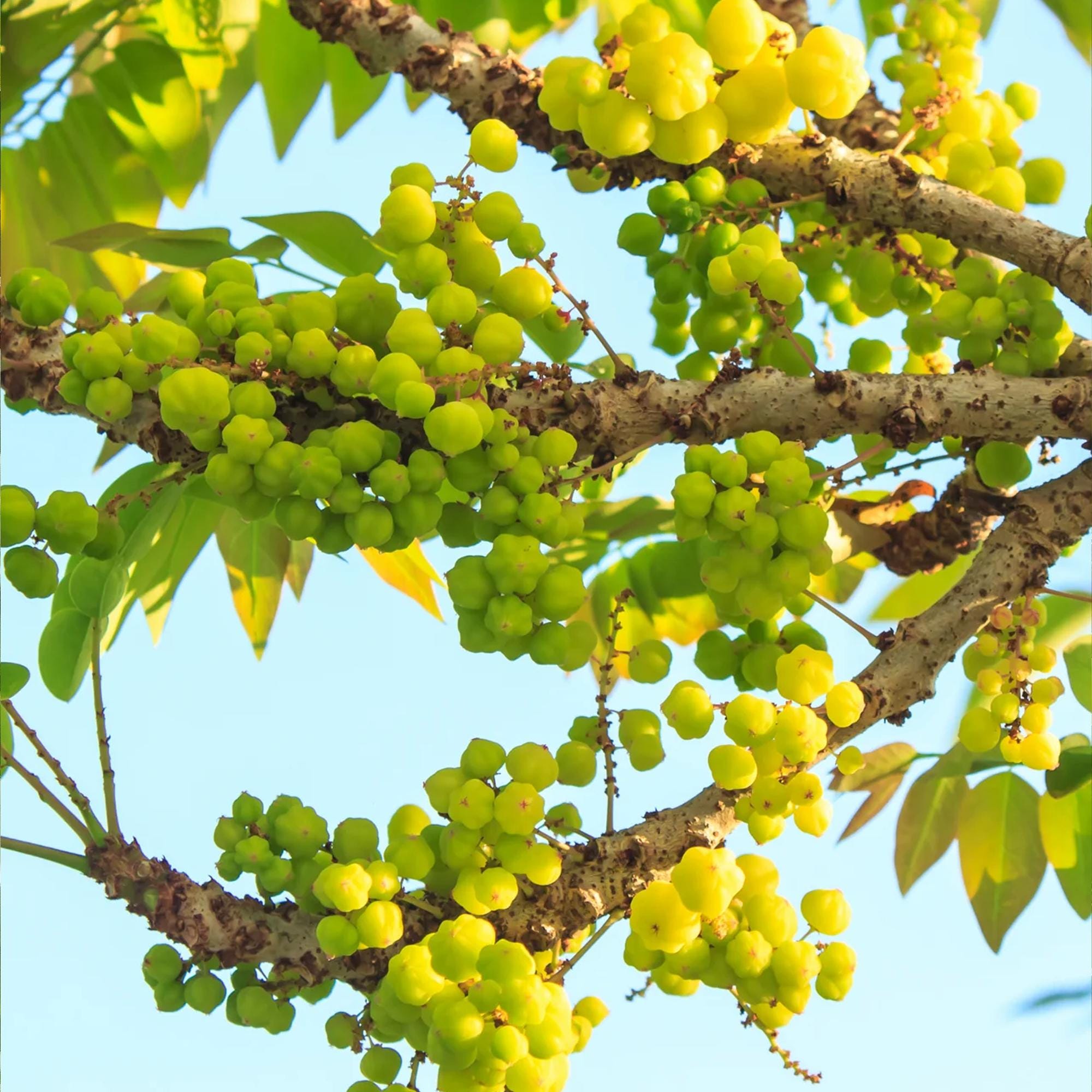 5 Seeds | Phyllanthus Acidus Thai Star Gooseberry Seeds, Exotic ...
