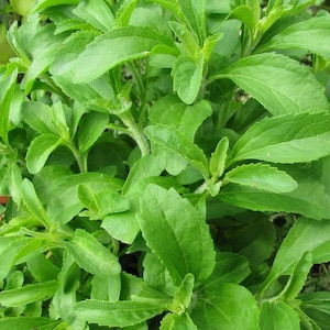 250 Stevia Sweetleaf Herb Seeds | Natural Sugar Substitute – Natural  Heirloom – Grow Your Own Calorie-Free Sweetener Indoors or Outdoors