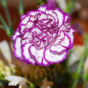 30 Bicolor Dark Pink Carnation Seeds | Mini Dianthus for Cut Flowers, Garden Edging, Heirloom Bloom, Fragrant Blooms, Easy to Grow