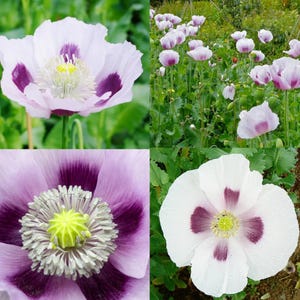 500 Poppy Blue Moon White Seeds | Rare White Poppy with Soft Blue Hues, Easy Annual Flower for Cottage Gardens, Borders & Wildflower Meadows