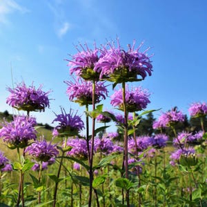 500 Bee Balm Wild Bergamot Seeds | Fragrant Perennial Pollinator Flower for Bees, Hummingbirds & Low-Maintenance Cottage Gardens