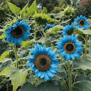 35 Seeds – Rare Blue Sunflower Seeds – Unique Garden Bloom – Vibrant Unusual Color – Eye-Catching Annual – Easy to Grow – Pollinator Magnet