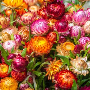 May include: A vibrant bouquet of strawflowers in full bloom. The flowers display a range of colors, including bright yellow, orange, pink, and deep red. Green stems and leaves provide a contrasting backdrop to the colorful blooms. The flowers have a layered, textured appearance.