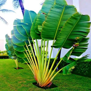 5 Travelers Palm Tree Seeds – Tropical Ornamental Plant – Striking Fan-Shaped Foliage for Garden or Patio Containers