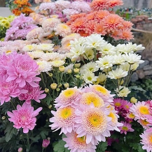 May include: A vibrant display of chrysanthemums in various colors. The flowers range from bright pink and white to soft peach and yellow, creating a colorful and textured floral arrangement. The blooms are in full focus, showcasing their layered petals.