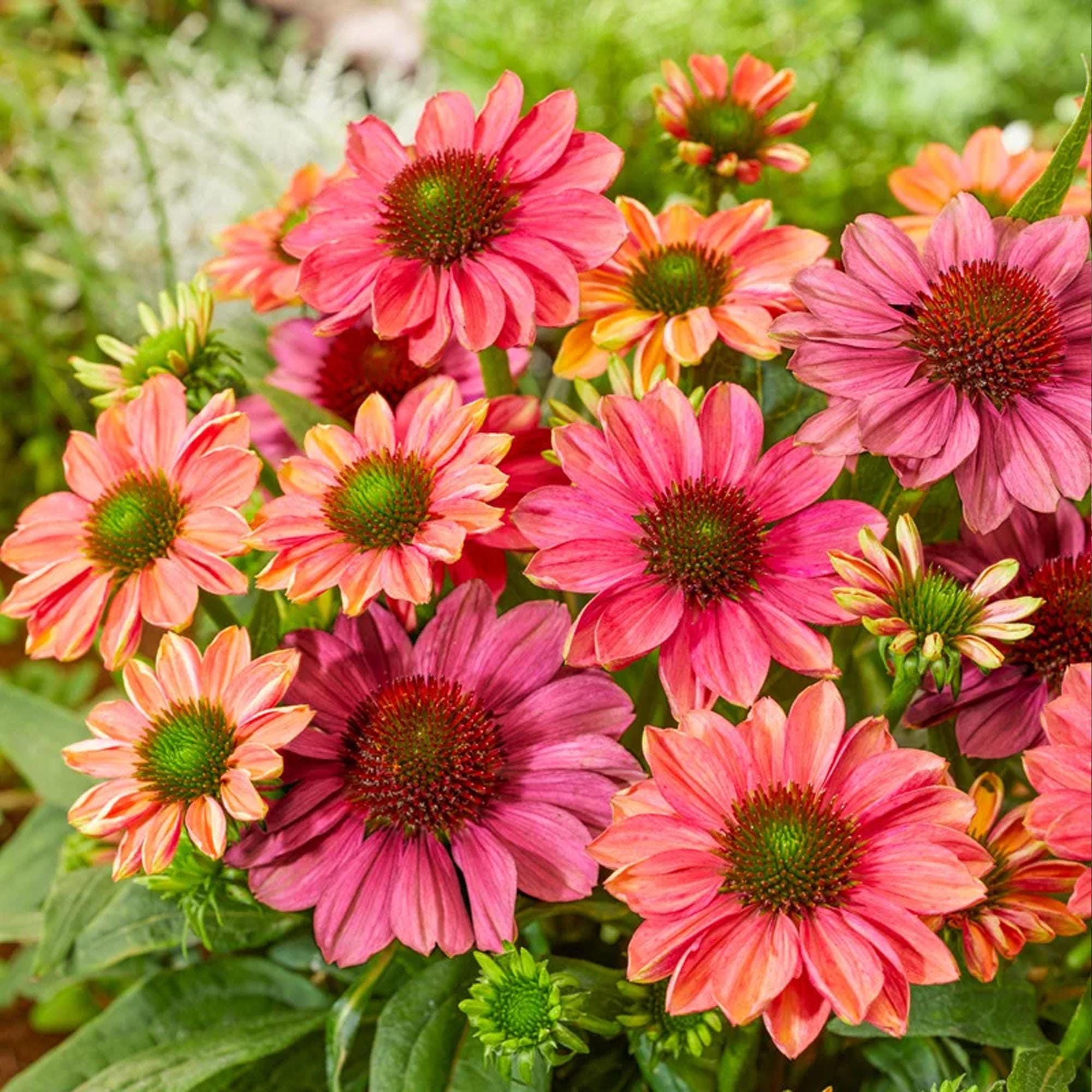 50 Sunseeker Rainbow Coneflower Seeds | Vibrant Multicolor