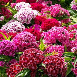 500+ Mixed Colors Sweet William Pinks Seeds Dianthus Barbatus | Fragrant Biennial Cottage Garden Flower, Pollinator-Friendly Blooms