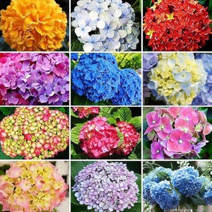 Puede incluir: Un collage de coloridas flores de hortensia en varios tonos, incluyendo amarillo, azul, rojo, rosa y morado. Las flores están en plena floración, mostrando sus intrincados arreglos de pétalos y tonos vibrantes. La imagen es un primer plano de las flores.