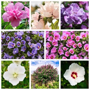 50 Mixed Colors Rose of Sharon Seeds - Hibiscus Syriacus Flowering Shrub Seeds - Tree Bush Variety - Hardy Perennial Mix