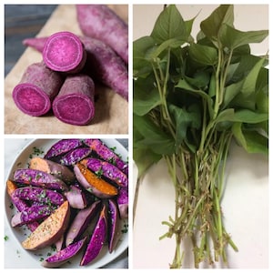 May include: A collage of images featuring purple sweet potatoes. One image shows sliced sweet potatoes with vibrant purple flesh. Another displays roasted sweet potato wedges. The third image shows a bundle of sweet potato leaves with roots.