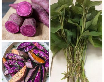 10 Purple Sweet Potato Slips, Rooted Purple Sweet Potato Plants, Garden Vegetable