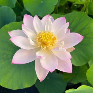 5+ Special Seeds Twinkle Toes Lotus – Mini Lotus Seeds, Indian Lotus (Nelumbo nucifera), Compact Aquatic Plant, Fragrant Blooms, Pond Flower