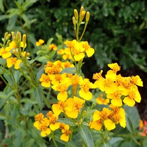 50+ Tarragon Seeds Tagetes lucida | Mexican Mint Marigold Aromatic Culinary Herb, Easy Annual for Pots, Borders & Pollinator Gardens
