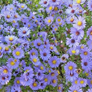 101+ Smooth Blue Aster Seeds – Symphyotrichum laeve, Native Wildflower with Lavender-Blue Blooms, Pollinator Favorite for Fall Gardens