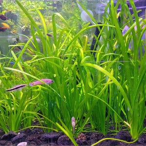 Jungle Vallisnea Americana Aquarium Plants – Live Vallis Plants for Aquascaping Tanks – Easy Freshwater Aquarium Plants