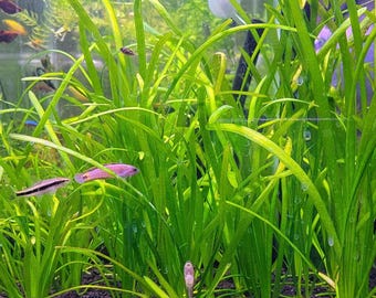 Jungle Vallisnea Americana Aquarium Plants – Live Vallis Plants for Aquascaping Tanks – Easy Freshwater Aquarium Plants