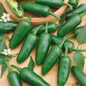 25 TAM Jalapeño Pepper Seeds – Mild Heat Jalapeño Variety, Great for Salsas, Stuffing & Pickling, Productive Natural  Garden Pepper