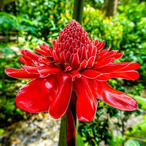 10 Red Torch Ginger Seeds – Tropical Flower Plant for Garden & Containers – Bright Red Blooms, Landscaping Cut Flowers a578